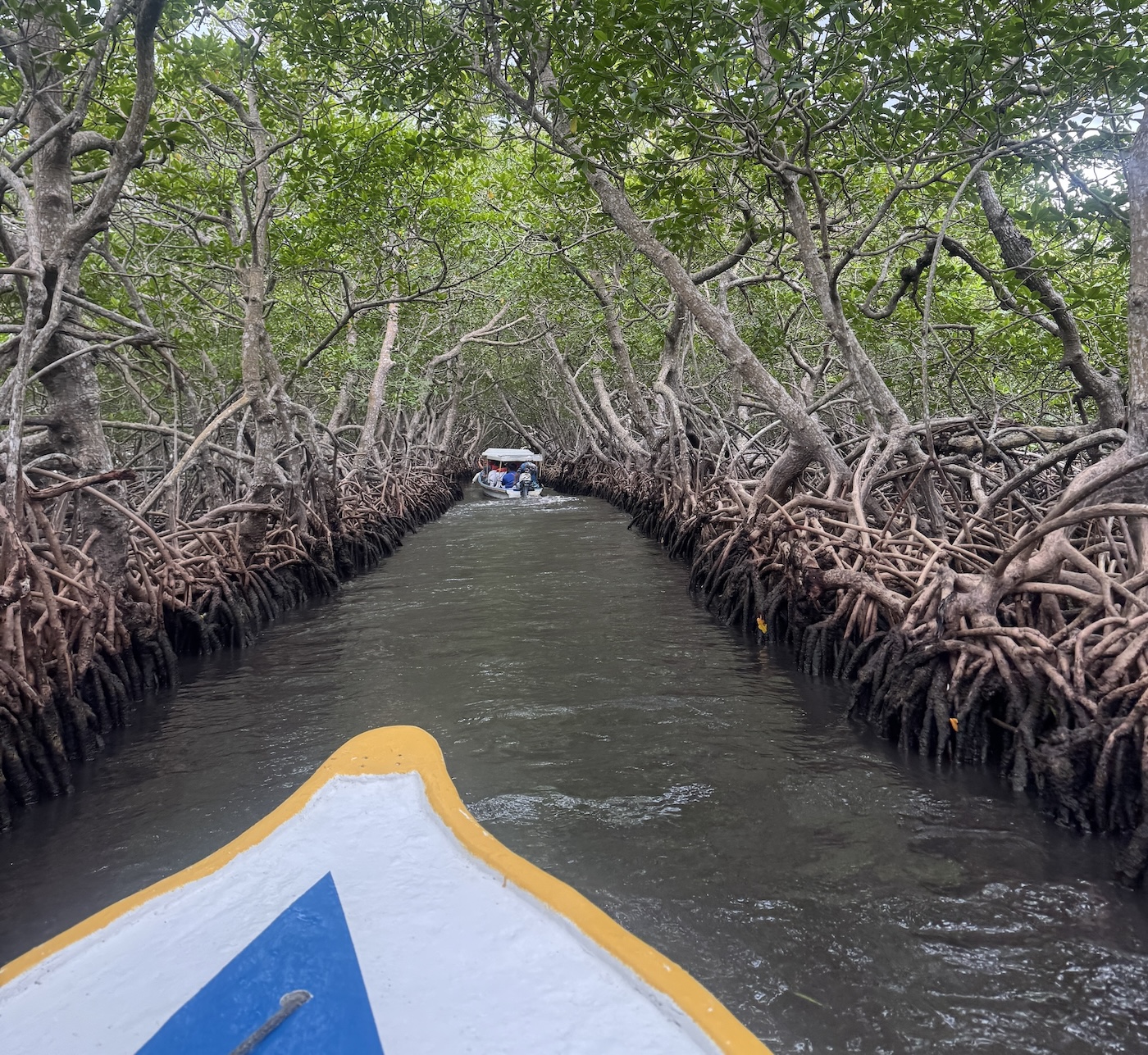 Mangroves River Boat
